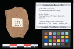 Foto (Objekt + Etikett) von Glyptostrobus europaeus Brongniart (NHMW-GEO-2024-0188-0179)